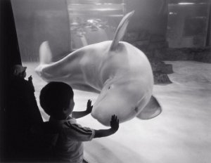 'Baluga Whale, Hakejima Sea Paradise' from Other Oceans