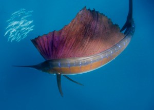 sailfish-circles-sardines-615