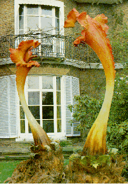 triffid01
