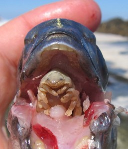 Click to enjoy in more detail