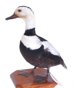 Labrador Duck