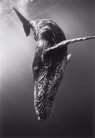 Diving Humpback Whale (SC-366).jpg_w400_h580