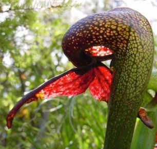 Pitcher Plant
