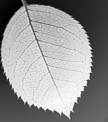 3267890828_52a7b9bbd0_z